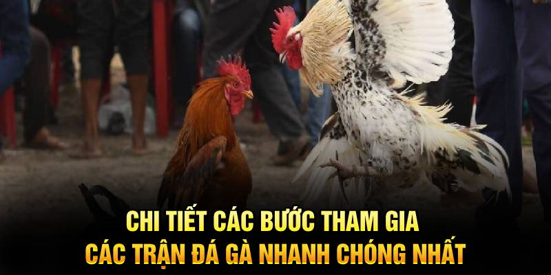 Chi tiết các bước tham gia các trận đá gà nhanh chóng nhất