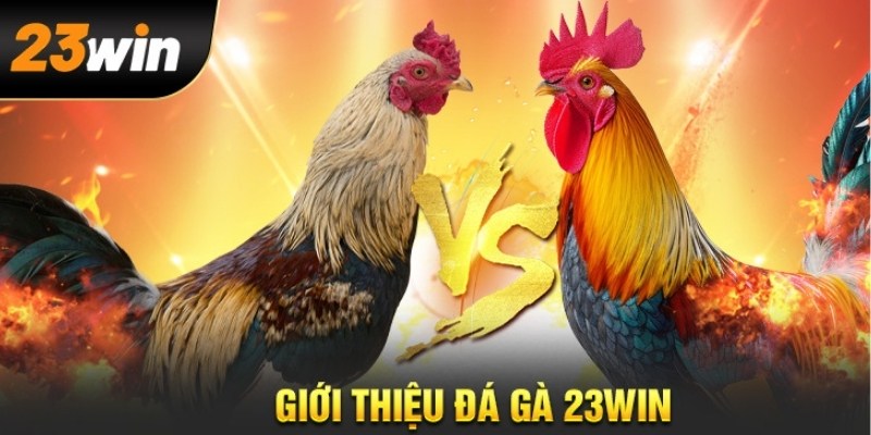 Khám phá kèo cược đá gà tại 23WIN